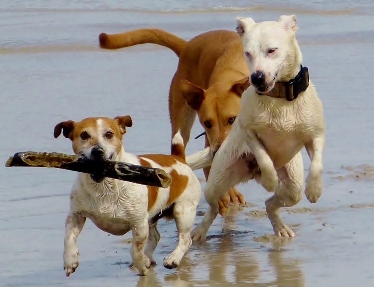 Urlaub mit Hund am Strand von Cuxhaven
