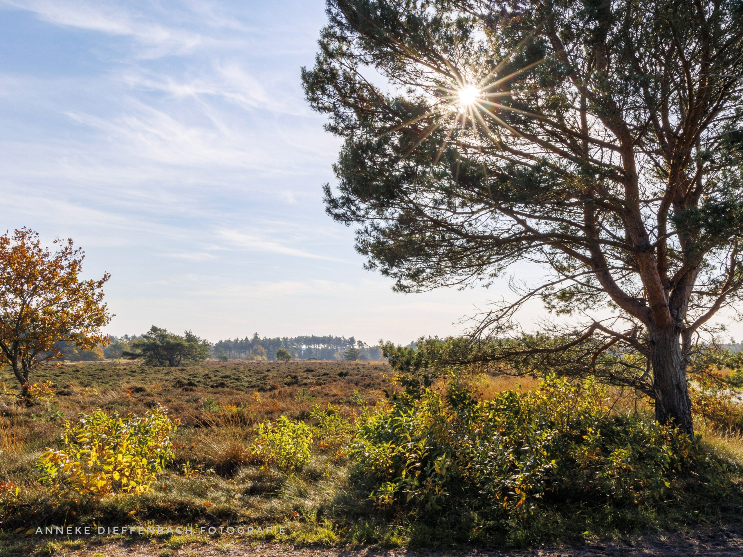 Cuxhavener Küstenlandschaft im Herbst mit Heide und herbstlicher Natur